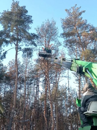 Новини Харкова: у Григорівському бору прибрали аварійні дерева